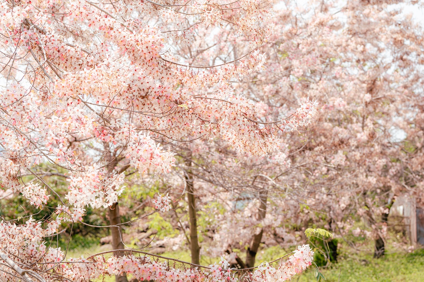 延續花泉熱潮！2026螢光花泉季二部曲登場 春夜追光正當時 梅嶺賞螢真正夯