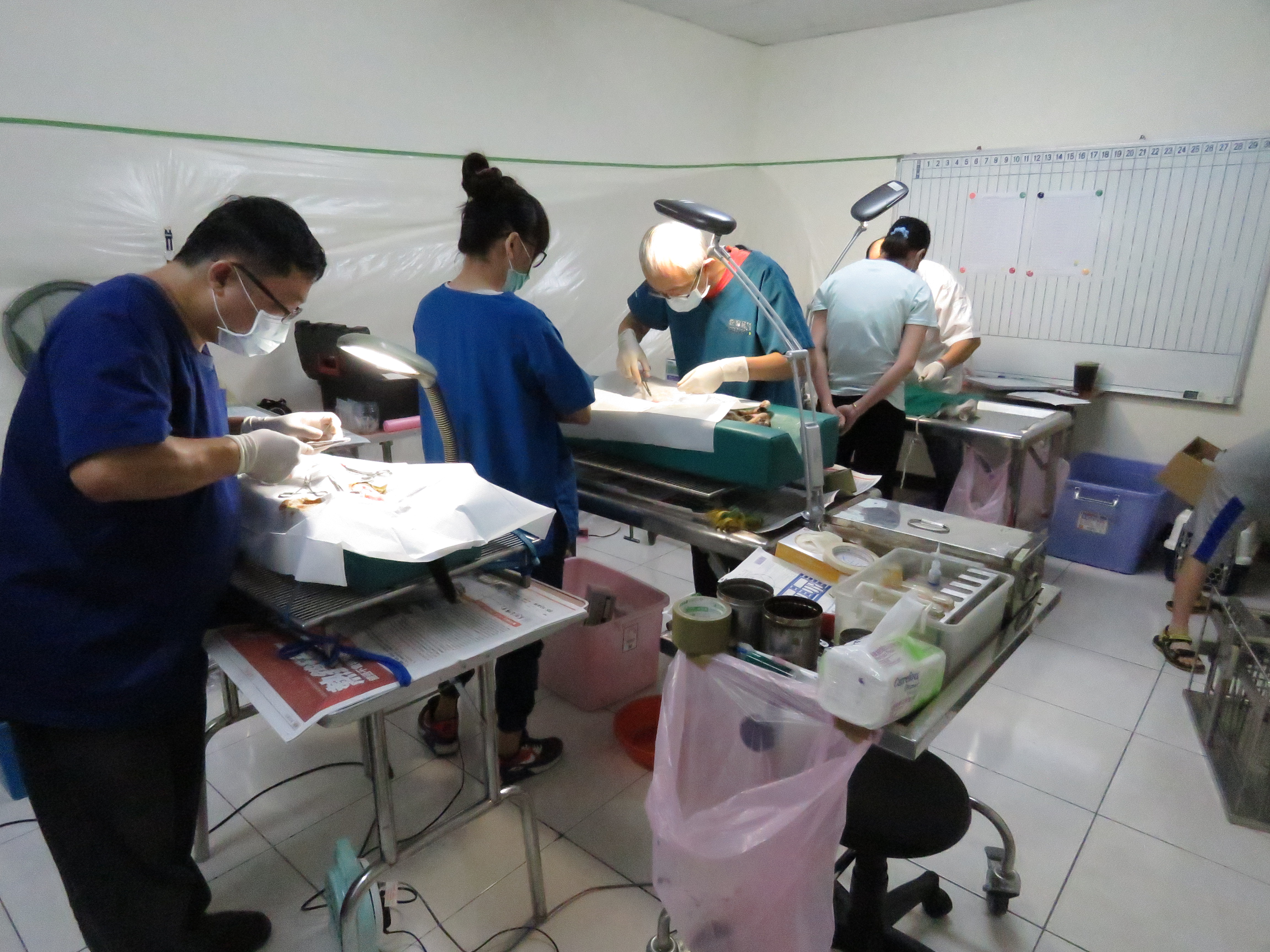 台南市推動犬貓絕育補助 守護毛孩健康 減少流浪動物