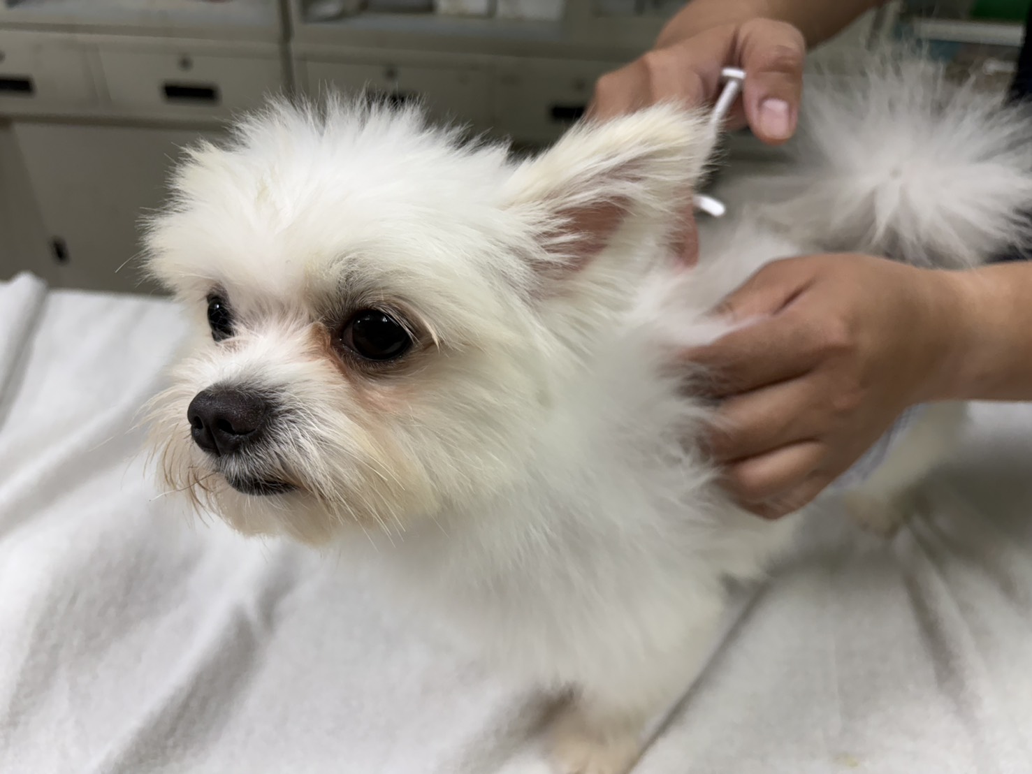 不絕育恐挨罰！臺南推動犬貓絕育補助　 守護毛孩健康、減少流浪更安心