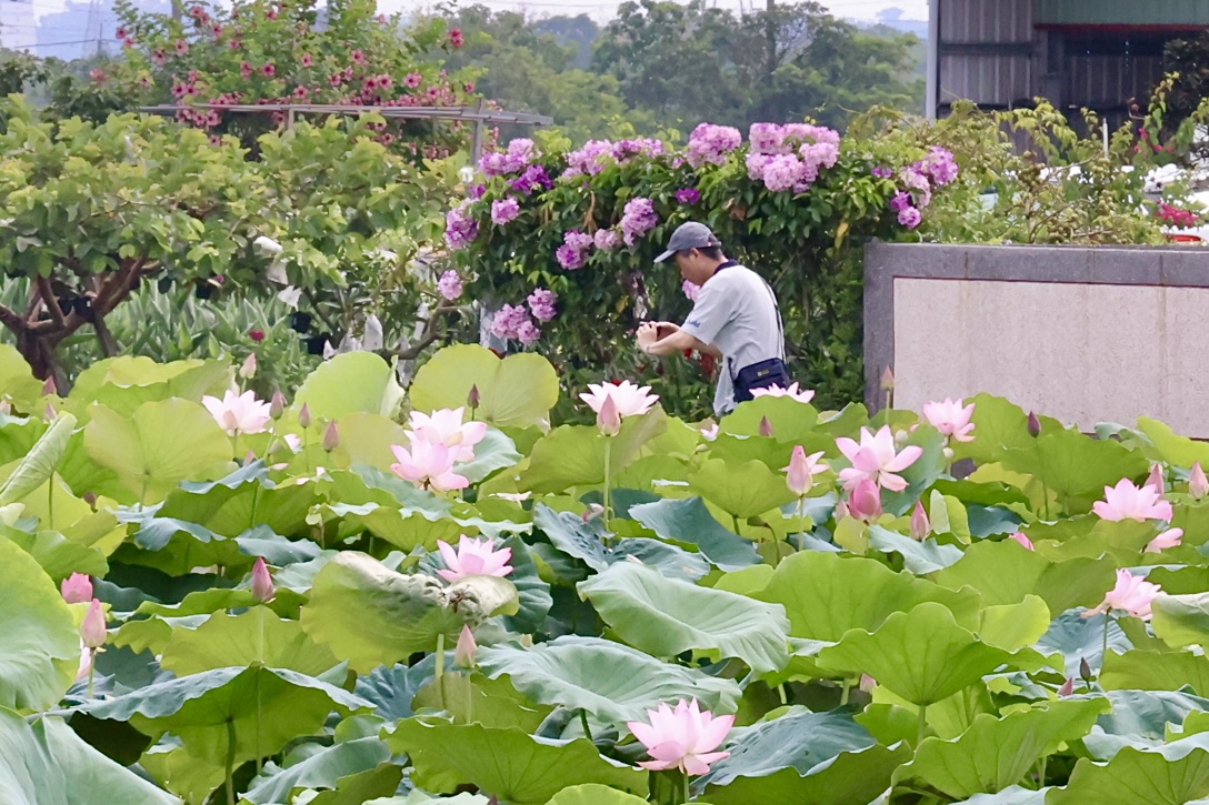2026白河蓮花季開跑  黃偉哲邀賞白河「夏日花海盛宴」