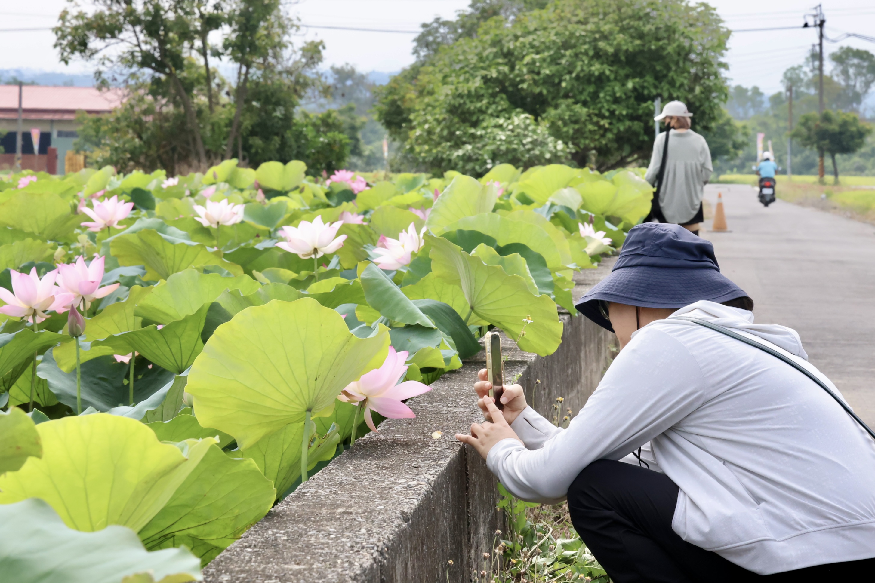 2026白河蓮花季開跑  黃偉哲邀賞白河「夏日花海盛宴」