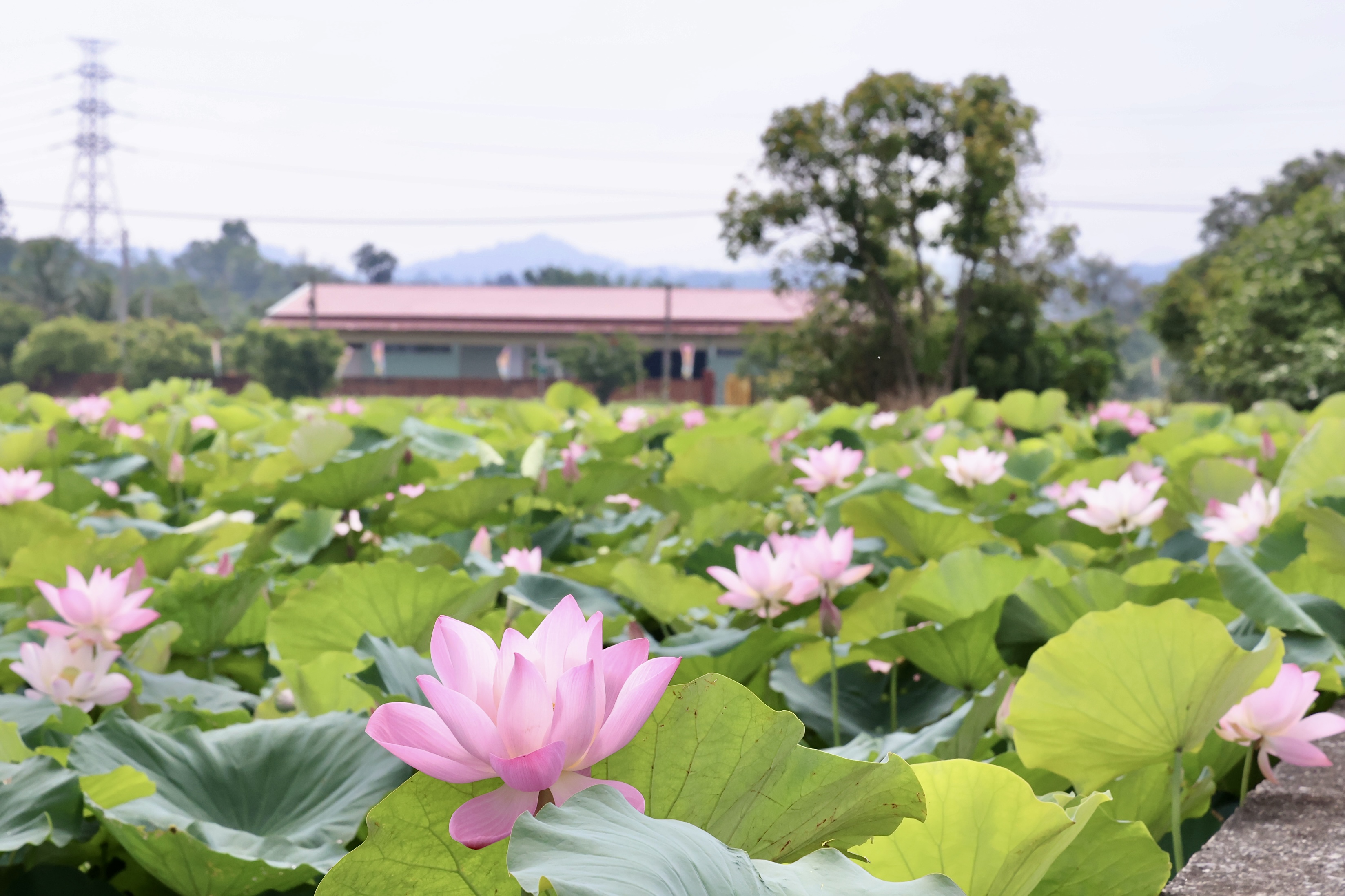 2026白河蓮花季開跑  黃偉哲邀賞白河「夏日花海盛宴」