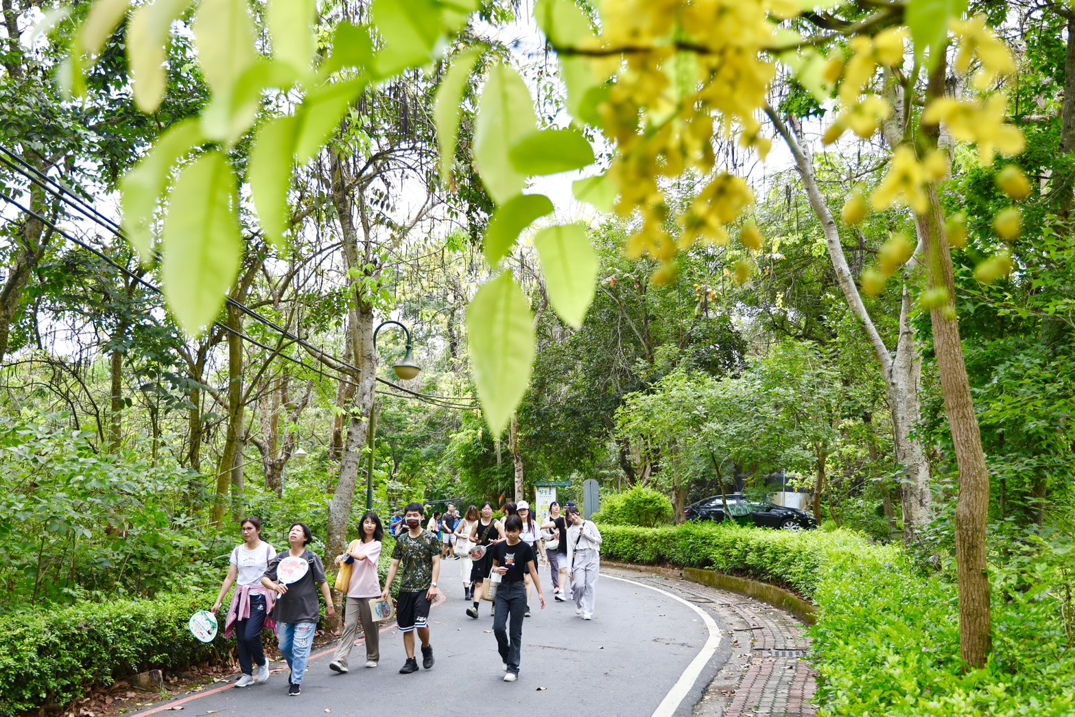 虎頭埤黃金花雨健走熱鬧登場　黃偉哲邀全民漫步花海感受台南初夏魅力
